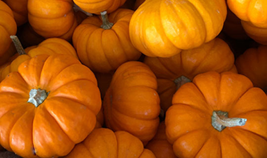 pumpkins